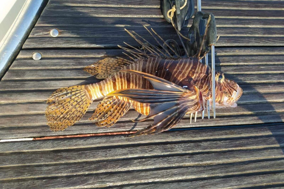 U Hrvatskoj uočeno sedam jedinki najotrovnijih riba na svijetu